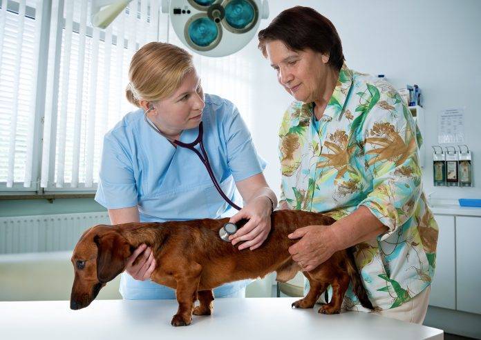 How To Tell If You Can Trust Your Veterinarian